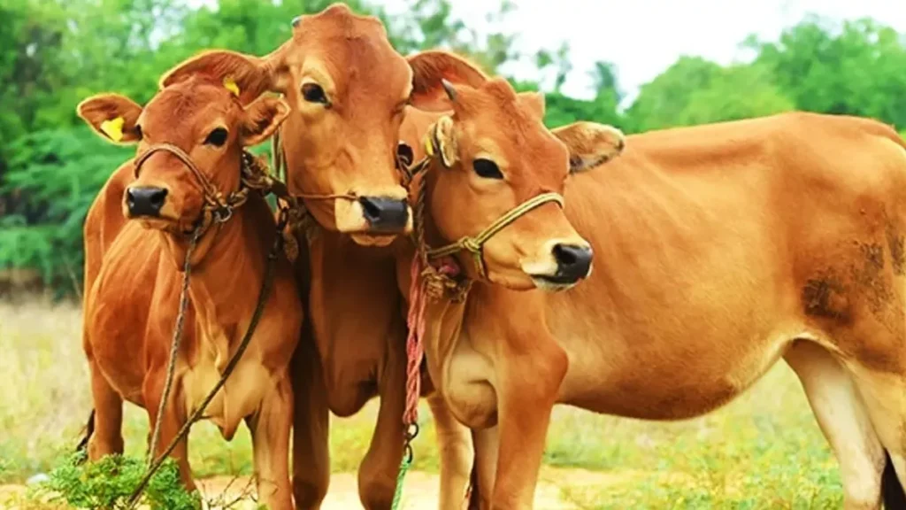 पशुपालन विभाग : गलत नीति दे दे रही है आवारा पशुओं को जन्म